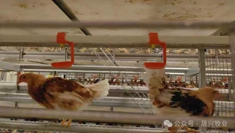 ��ʱ��Ϸ��(�й�)����